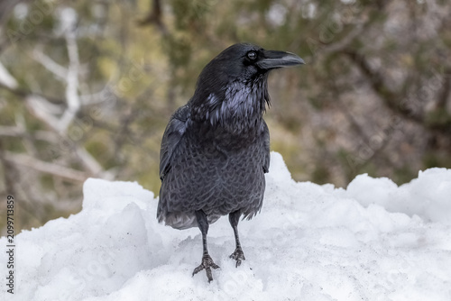 Принти на полотні Black raven standing on a snowbank in winter at the Grand Canyon National Park, Arizona