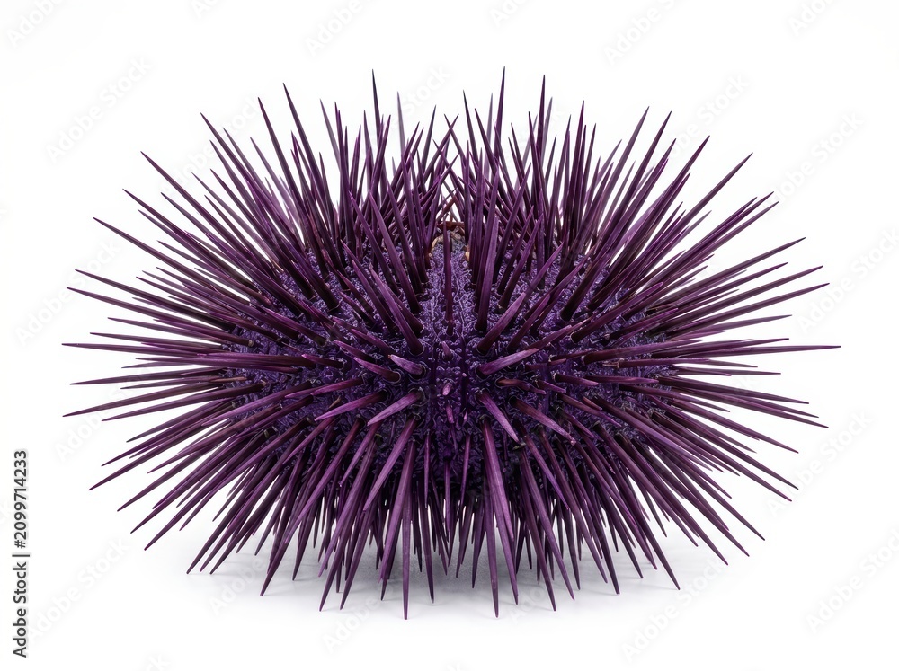 Fototapeta premium Close-up of a Purple Sea Urchin with Spines on White Background.