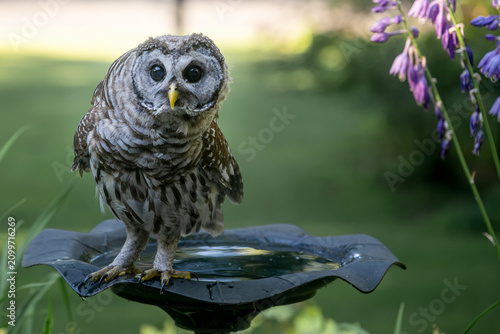 A juvenile barred owl is standing on the edge of a birdbath and looking at you curiously, with purple flower on the background