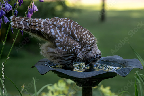 A juvenile barred owl is standing inside a birdbath and drinking water from it