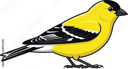 Photos American goldfinch bird perched vector illustration, yellow songbird cartoon iso