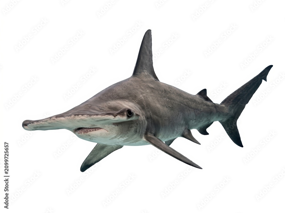 Fototapeta premium Realistic Shark Illustration with Detailed Features and Dynamic Pose.