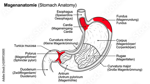 Принти на полотні Stomach Anatomy Diagram: Esophagus, Fundus, Corpus, Pylorus, Duodenum