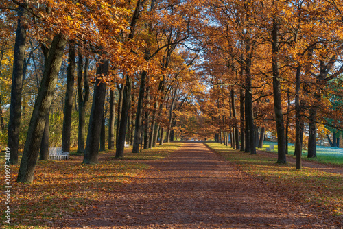 Ramp alley in the Catherine Park of Tsarskoye Selo on a sunny autumn day, Pushkin, St. Petersburg, Russia