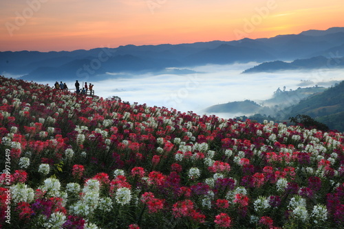 Cuadro en lienzo Doi Mon Mok Tawan , a perfect spot for sunrise  offering a beautiful foreground