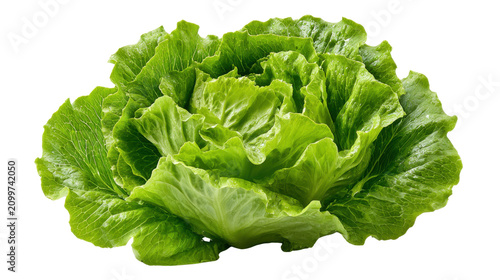 Fresh green iceberg lettuce head salad vegetable isolated on the transparent background