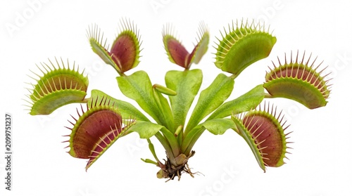Green venus flytrap plant with open traps