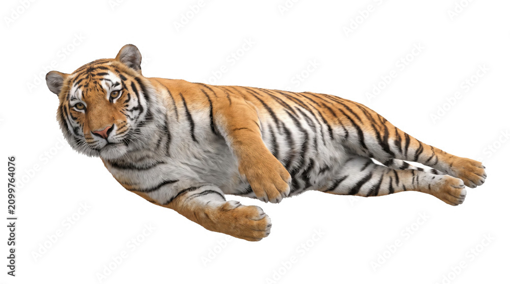 Obraz premium Siberian tiger lying down relaxed isolated on white background with siberian