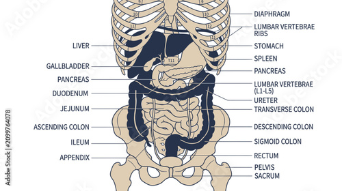 Quadro su tela Human Abdominal Organs and Skeletal Structure Diagram
