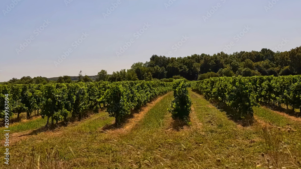 Obraz premium Lush Green Grapevine Rows in a Bordeaux Vineyard Under Clear Sky