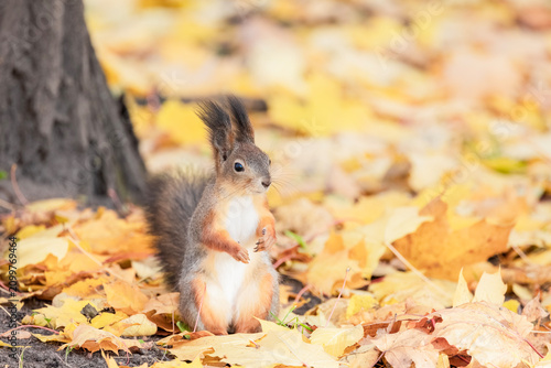 A squirrel standing on its hind legs among fallen leaves in an autumn park