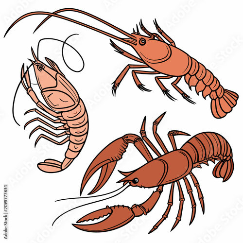 Schilderij op canvas Three orange lobsters or crayfish in a hand drawn style, detailed marine crustac
