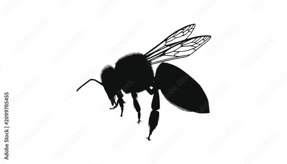 Fototapeta premium Bee with detailed wings rests in a side profile position against a stark and empty white background.