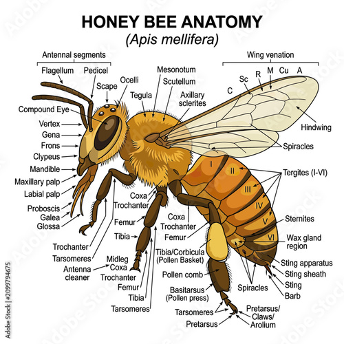 Фотография Detailed Honey Bee Anatomy Diagram
