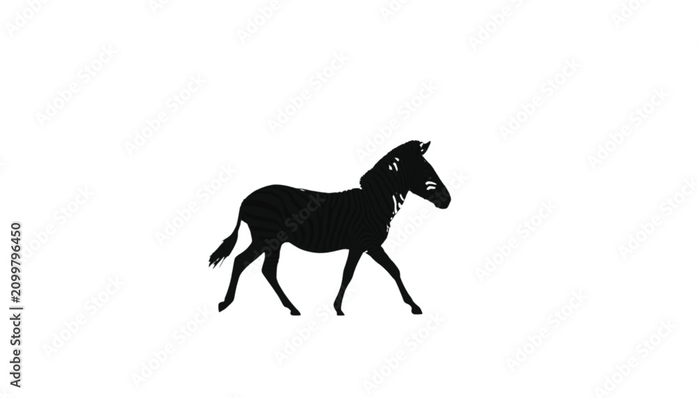 Fototapeta premium Zebra silhouette walks across a plain white surface in a minimalist graphic design composition style.