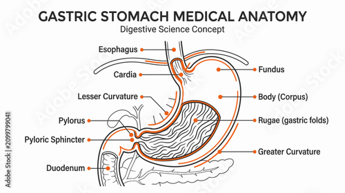 Bild auf Leinwand Gastric Stomach Medical Anatomy Diagram