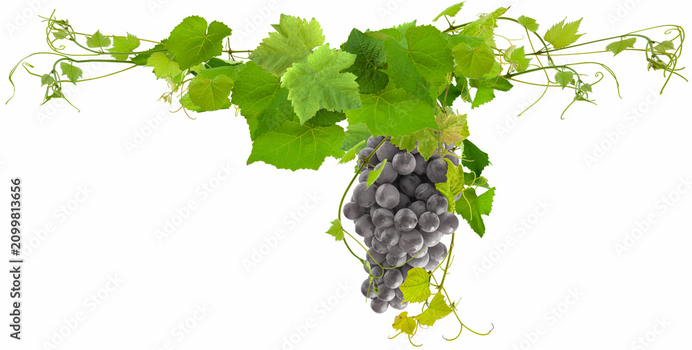 Obraz premium bunch of grapes