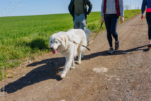Large White Maremma Sheepdog Walking Along a Country Dirt Road With Owners
