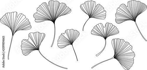 Fotografie Ginkgo Leaf Collection, Hand Drawn Botanical Vector Set with Elegant Nature Foli