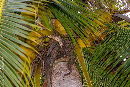 Bild auf Leinwand Asian Water Monitor climbing a coconut tree