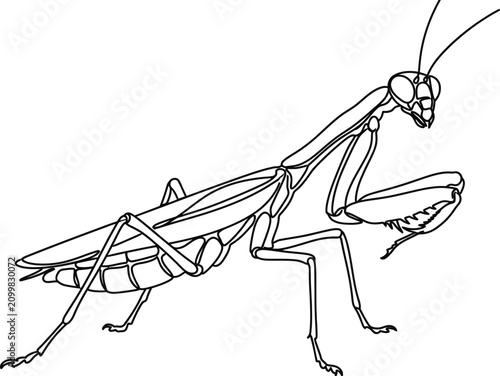 Black and white line art illustration of a praying mantis insect.