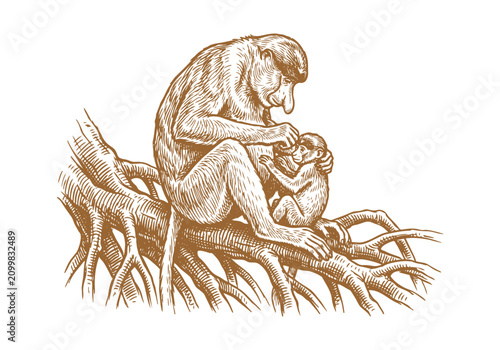 Photography Vintage Proboscis Monkey Vector Illustration Hand Drawn Borneo Primate Wildlife