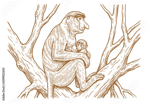 Photography Vintage Proboscis Monkey Vector Illustration Hand Drawn Borneo Primate Wildlife