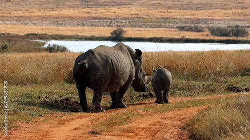 Female white rhino marks territorial midden while walking with young calf
