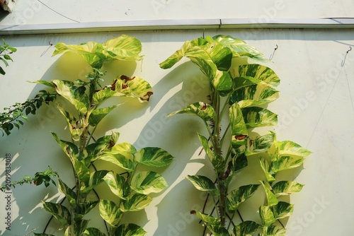 Фотография Variegated pothos climbing a white wall, showcasing vibrant green and yellow foliage in a tropical outdoor garden
