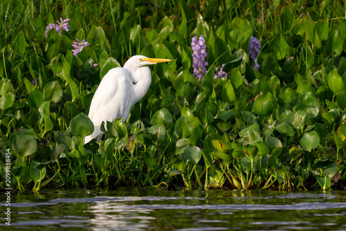 Obraz na plátně Great White Egret - Ardea alba, beautiful large egret from worldwide fresh waters, Pantanal, Brazil