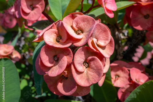 Billede på lærred Detailed view of a Crown of thorns (Euphorbia milii) with pink bracts in a garden