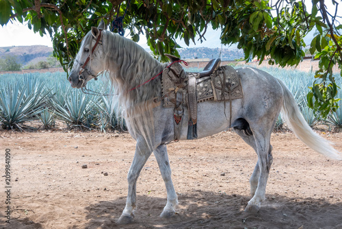 Canvas Print White horse in traditional saddle stands by a large blue agave field