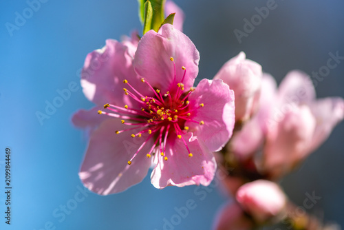 Fotografie Flower spring bloom pink delicate petals