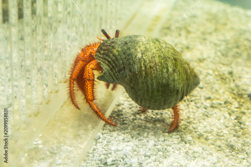 Canvastavla hermit crab with orange legs crawls on sandy bottom carrying spiral shell