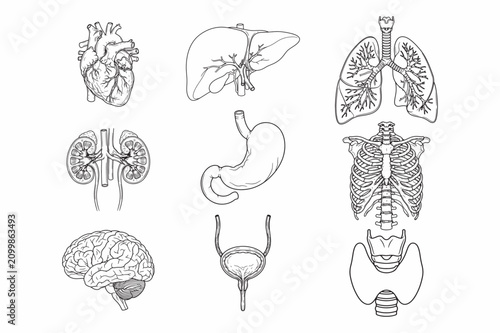 Human Anatomy Organs Line Art Vector Set – Heart, Liver, Lungs, Kidneys, Stomach, Rib Cage, Brain, Bladder, and Thyroid Medical Illustration Collection