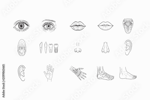 Human Body Parts Line Art Vector Set – Eyes, Lips, Tongue, Teeth, Nose, Ears, Hand, and Foot Anatomy Medical Illustration Collection