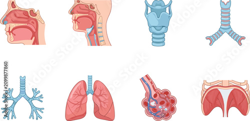 Foto Human Respiratory System Anatomy Vector Set with Lungs Trachea Bronchi Larynx an