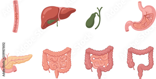 Foto Human Digestive System Organs Collection with Stomach Liver Pancreas Intestines