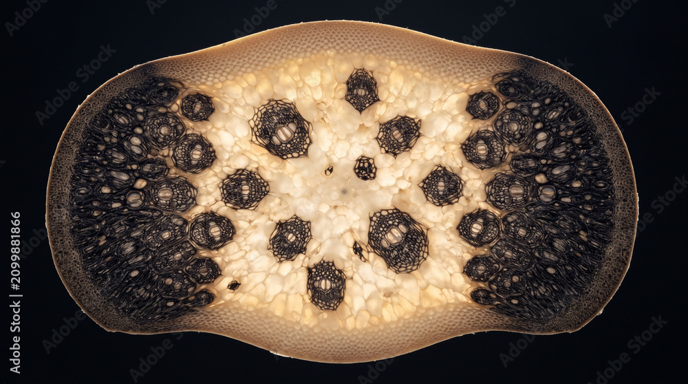 Fototapeta premium Cross Section of Bamboo Stem Showing Vascular Structure