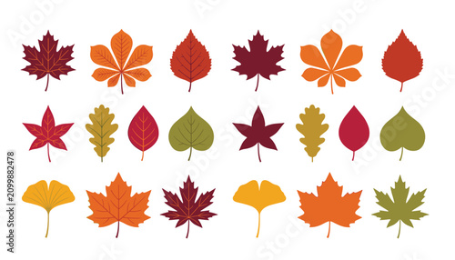 Obraz na płótnie leaves vector set, colorful autumn leaf flat illustrations, minimal maple oak and ginkgo silhouette clipart, thanksgiving seasonal forest foliage elements