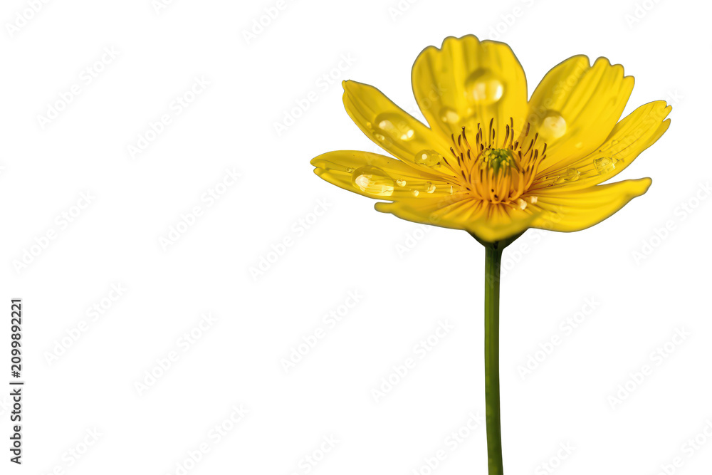 Fototapeta premium Yellow flower with water drops on petals, fresh spring bloom, buttercup transparent background