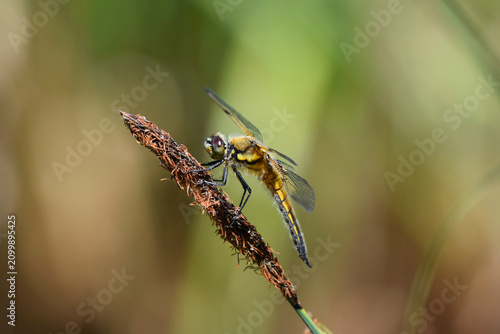Tableau sur toile Detailed macro of a four-spotted chaser dragonfly perched on a grass stem with excellent sharpness and a smooth natural background