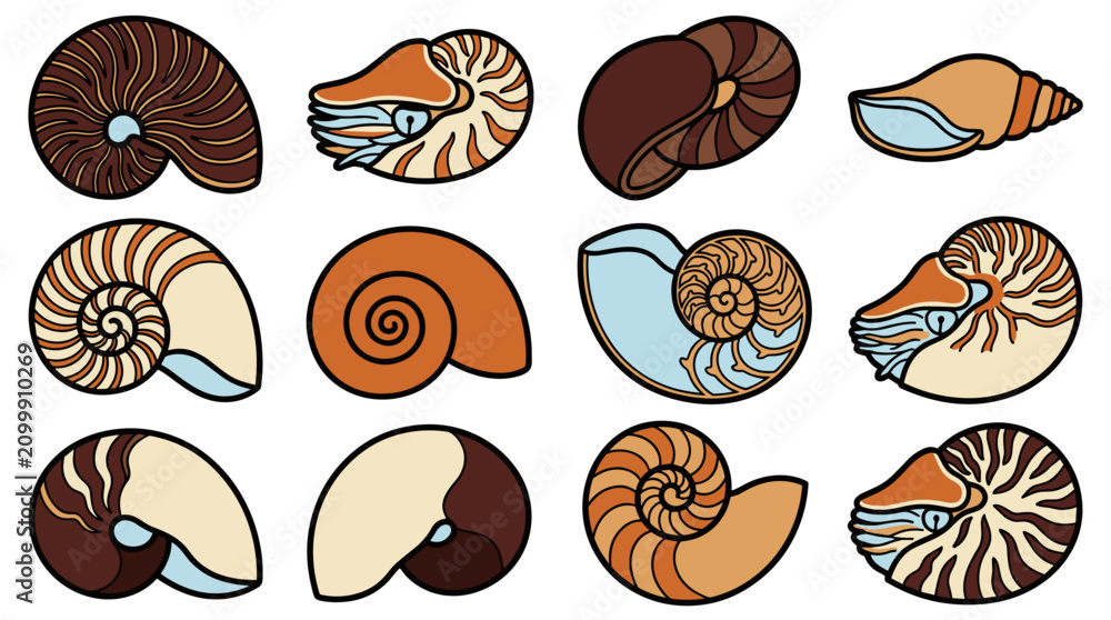 Fototapeta premium Chambered nautilus shell collection isolated Nautilus pompilius spiral shells vector