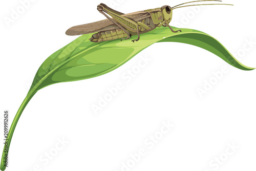 Green grasshopper sitting on fresh leaf, detailed realistic locust insect on plant stem vector illustration design