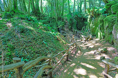Walking through Puzzlewood.