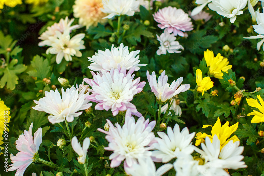 Fototapeta premium Fresh White Chrysanthemum Mum Flowers with Pink Tipped Petals and Yellow Daisy Centers