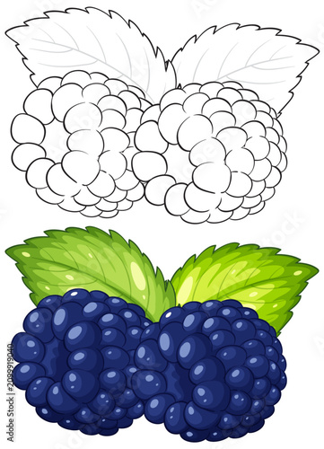 Vector Illustration of Fresh Blackberries and Mint Leaves with Outline Version