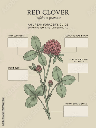 Red Clover Flower Plant.