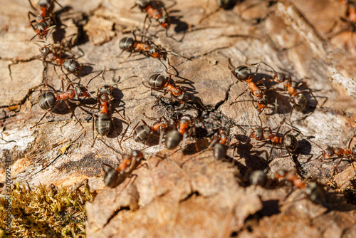 Red Wood Ant Colony on Tree Bark with Dark Brown Surface in Forest Macro Close Up