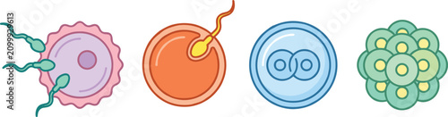 Foto Human Fertilization and Embryo Development Stages Icon Vector Set with Sperm Cel